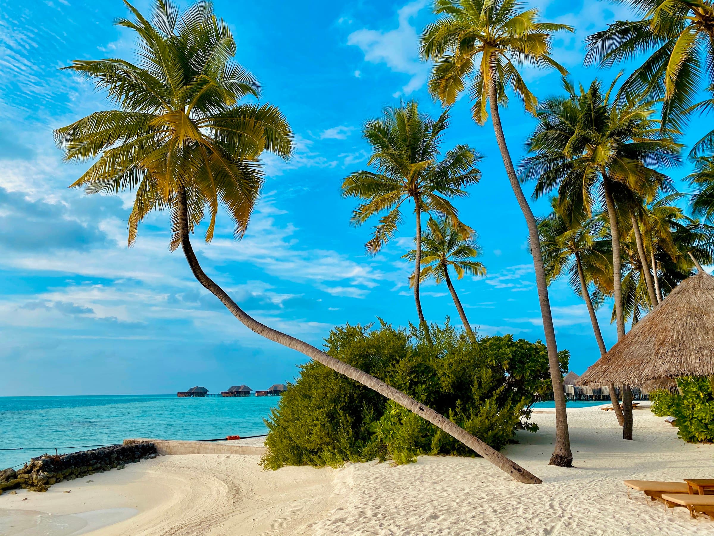 Tropical beach with palm trees